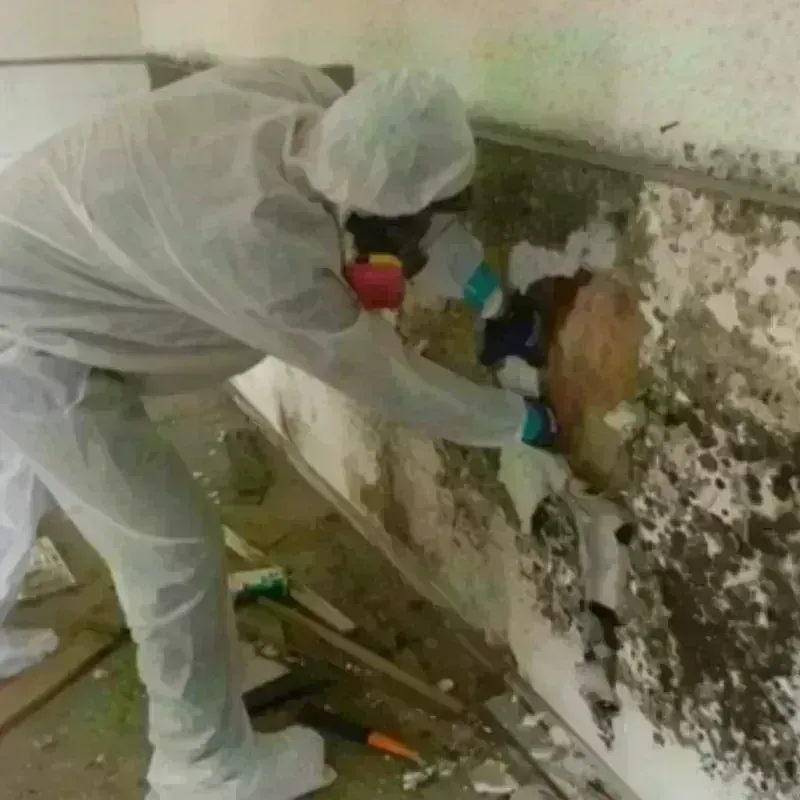 Mold Remediation and Removal in West Slope, OR